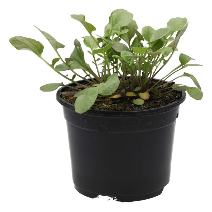 Buy Barbarea verna (Land Cress) online UK