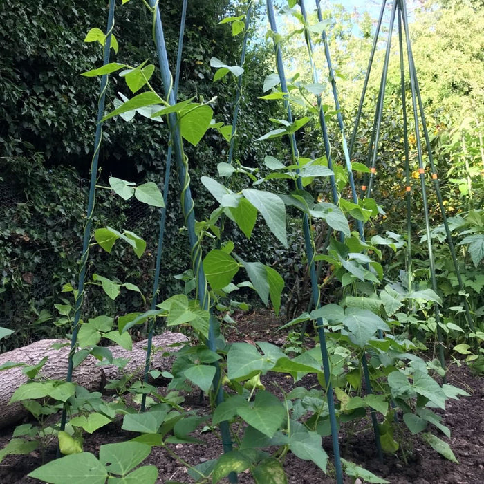 Buy Bean Buddy Heavy Duty Runner Bean Grow Frame online UK