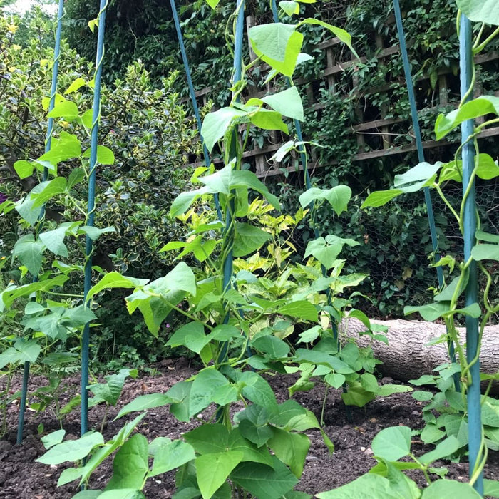 Buy Bean Buddy Heavy Duty Runner Bean Grow Frame online UK