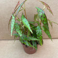 Buy Begonia amphioxus online UK