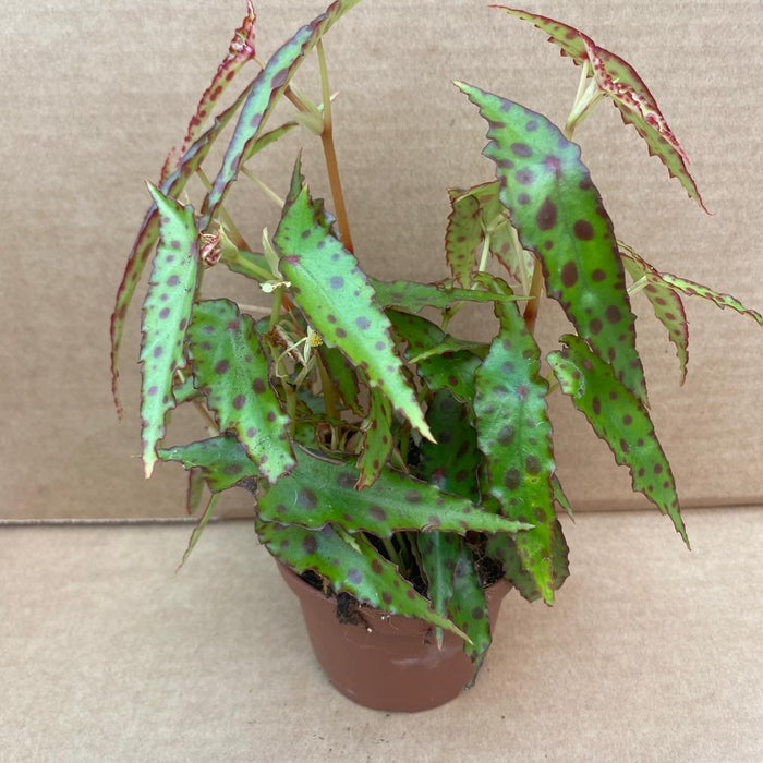 Buy Begonia amphioxus online UK