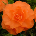 Buy Begonia 'Double Orange' Bulbs online UK