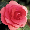 Buy Begonia 'Double Pink' Bulbs online UK