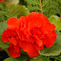Buy Begonia 'Double Red' Bulbs online UK