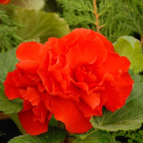 Buy Begonia 'Double Red' Bulbs online UK