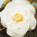 Buy Begonia 'Double White' Bulbs online UK