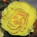 Buy Begonia 'Double Yellow' Bulbs online UK