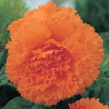 Buy Begonia 'Fimbriata Orange' Bulbs online UK