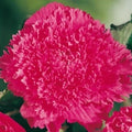Buy Begonia 'Fimbriata Pink' Bulbs online UK