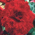 Buy Begonia 'Fimbriata Red' Bulbs online UK
