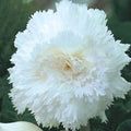 Buy Begonia 'Fimbriata White' Bulbs online UK