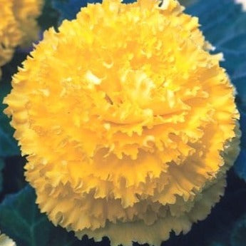 Buy Begonia 'Fimbriata Yellow' Bulbs online UK