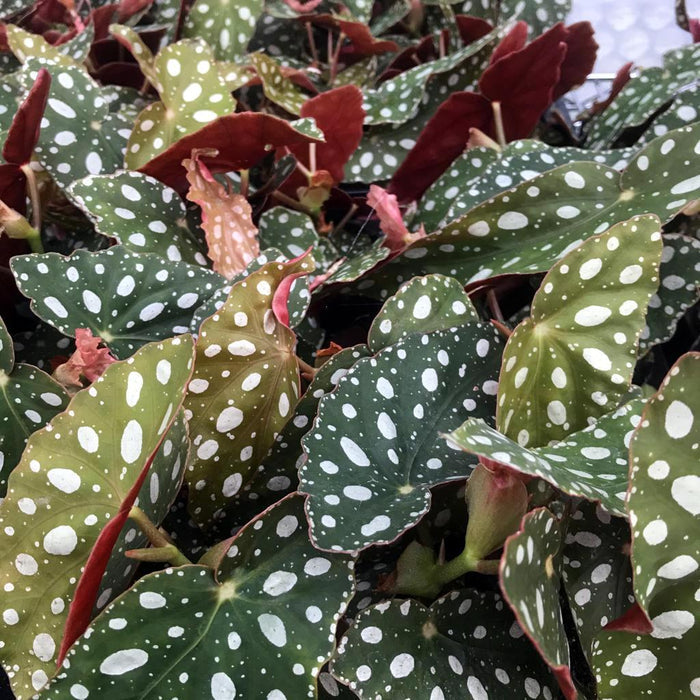 Buy Begonia maculata (Polka Dot Begonia) online UK
