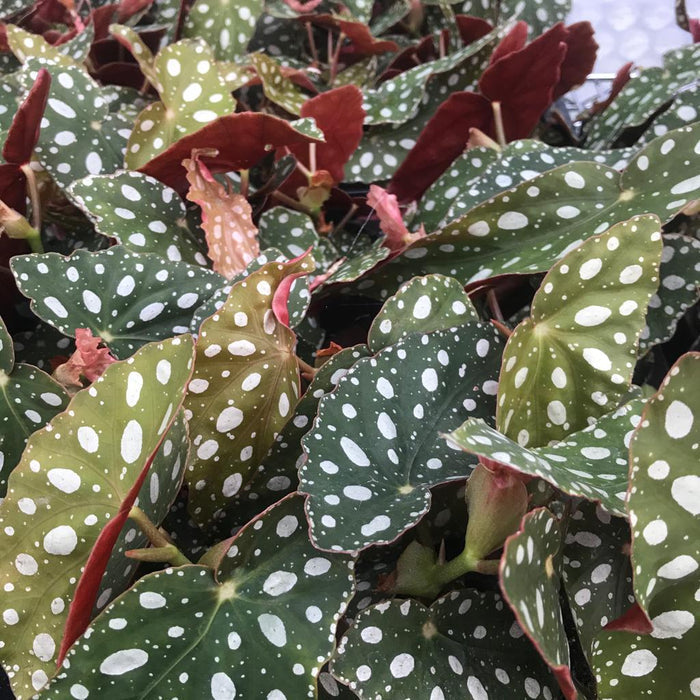 Buy Begonia maculata (Polka Dot Begonia) online UK