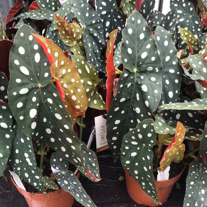 Buy Begonia maculata (Polka Dot Begonia) online UK