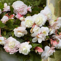 Buy Begonia odorata 'Angelique' Bulbs online UK