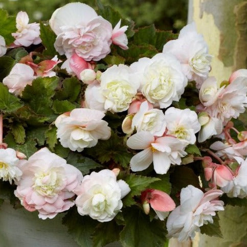 Buy Begonia odorata 'Angelique' Bulbs online UK