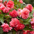 Buy Begonia odorata 'Pink Delight' Bulbs online UK