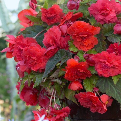 Buy Begonia odorata 'Red Glory' Bulbs online UK