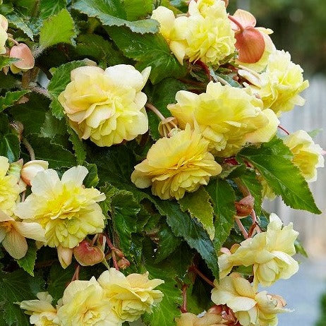 Buy Begonia odorata 'Sunny Dream' Bulbs online UK
