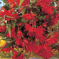 Buy Begonia 'Pendula Orange' Bulbs online UK