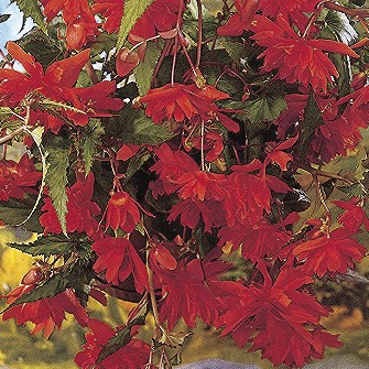 Buy Begonia 'Pendula Orange' Bulbs online UK