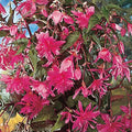 Buy Begonia 'Pendula Pink' Bulbs online UK