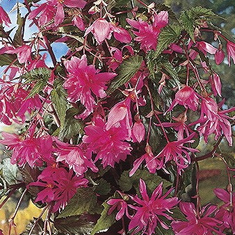 Buy Begonia 'Pendula Pink' Bulbs online UK