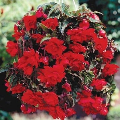 Buy Begonia 'Pendula Red' Bulbs online UK