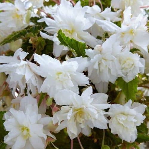 Buy Begonia 'Pendula White' Bulbs online UK