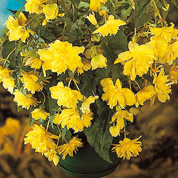 Buy Begonia 'Pendula Yellow' Bulbs online UK