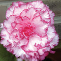Buy Begonia 'Picotee White/Red' Bulbs online UK