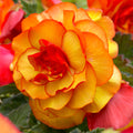 Buy Begonia 'Picotee Yellow/Red' Bulbs online UK