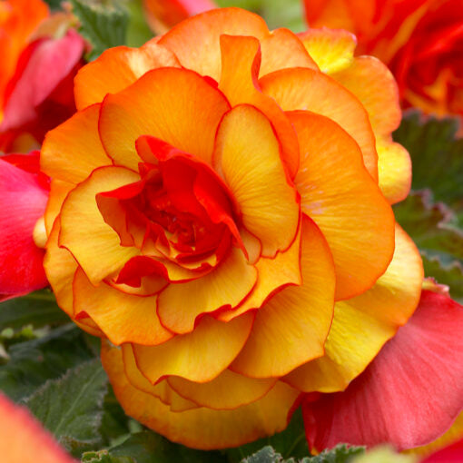 Buy Begonia 'Picotee Yellow/Red' Bulbs online UK