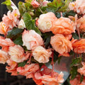 Buy Begonia 'Splendide Apricot' Bulbs online UK