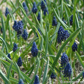 Buy Bellevalia paradoxa (Muscari) Bulbs online UK