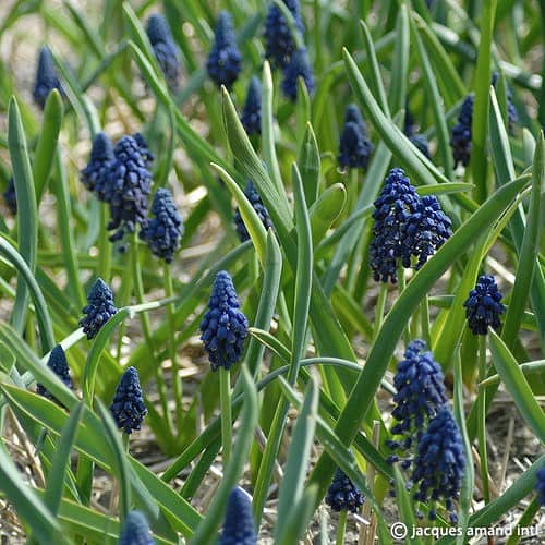 Buy Bellevalia paradoxa (Muscari) Bulbs online UK