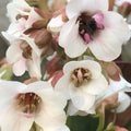 Bergenia 'Angel Kiss' (Dragonfly Series)