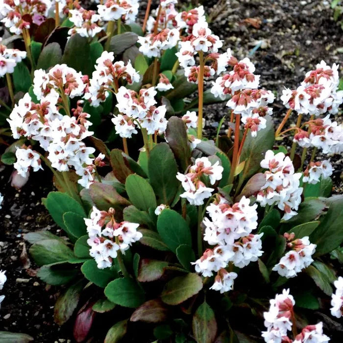 Bergenia 'Angel Kiss' (Dragonfly Series)