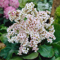 Buy Bergenia 'Bressingham White' online UK