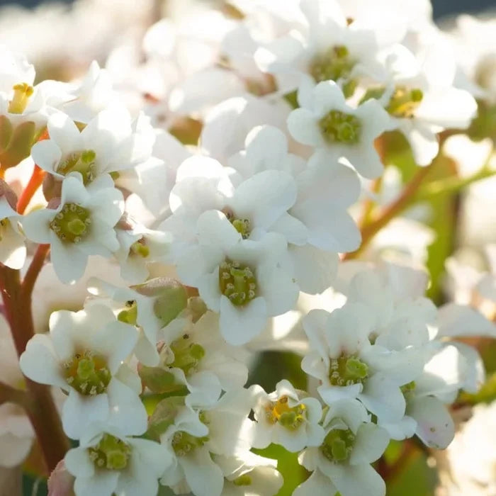 Buy Bergenia 'Bressingham White' online UK