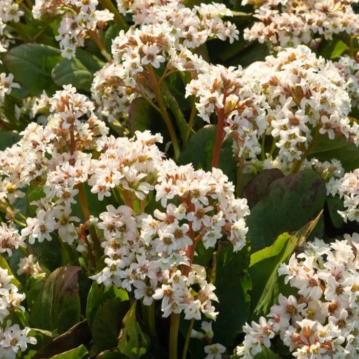 Buy Bergenia 'Bressingham White' online UK