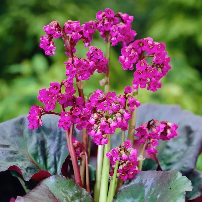 Buy Bergenia 'Eroica' online UK