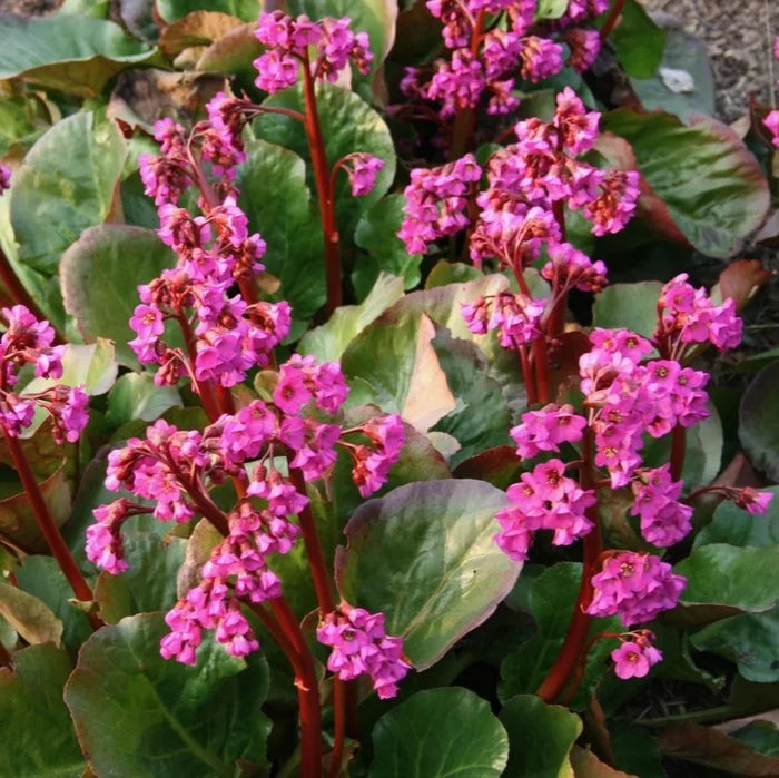 Buy Bergenia 'Eroica' online UK