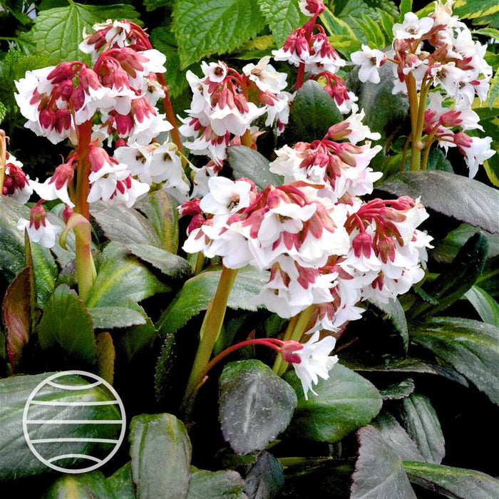 Bergenia 'Fire & Ice'