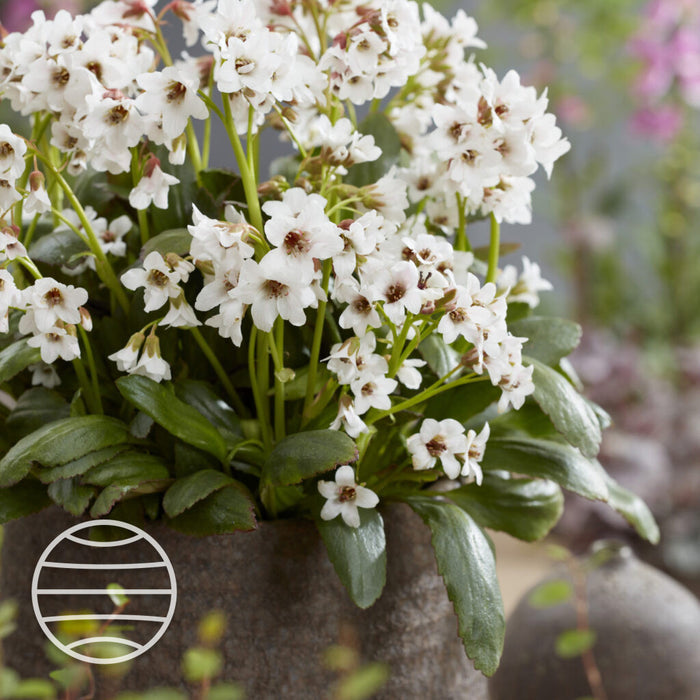 Bergenia 'Fire & Ice'