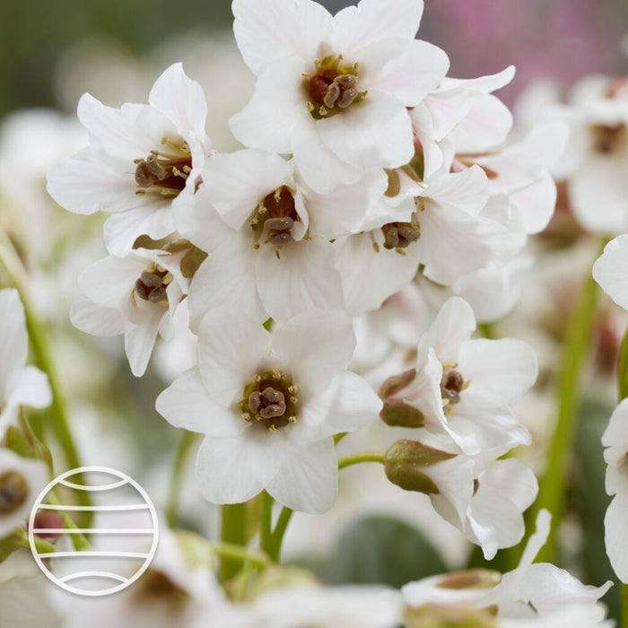 Bergenia 'Fire & Ice'