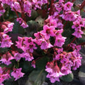 Buy Bergenia 'Rosi Klose' online UK