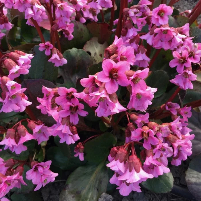Buy Bergenia 'Rosi Klose' online UK