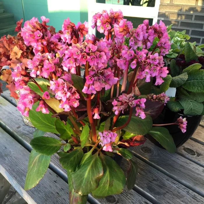 Buy Bergenia 'Rosi Klose' online UK